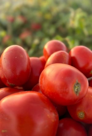 Tomates_1